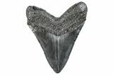 Fossil Megalodon Tooth - South Carolina #289336-2